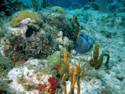 Underwater Landscape
An underwater paradise taken with a... by John Darmohray 